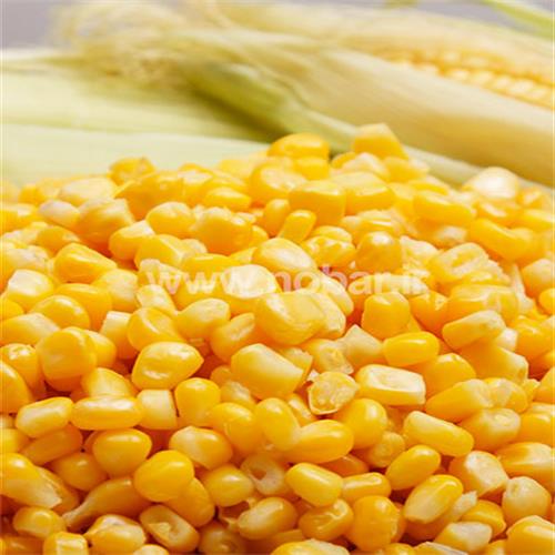 دان ذرت شیرین