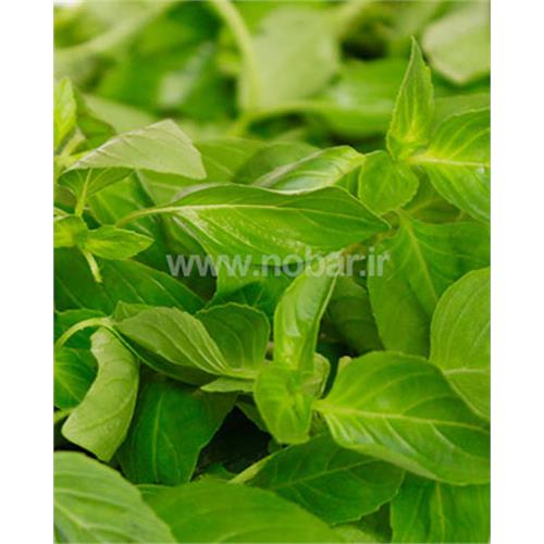 ریحان ایتالیایی