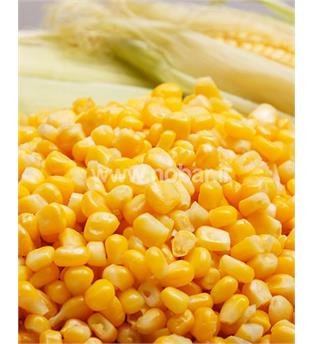 دان ذرت شیرین