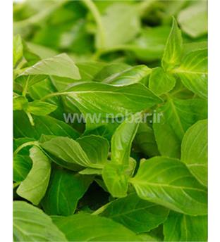 ریحان ایتالیایی